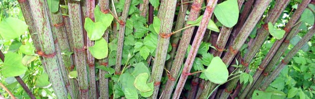 Japanese Knotweed