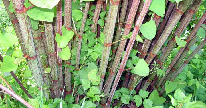 10-facts-you-might-not-know-about-japanese-knotweed-japanese-knotweed