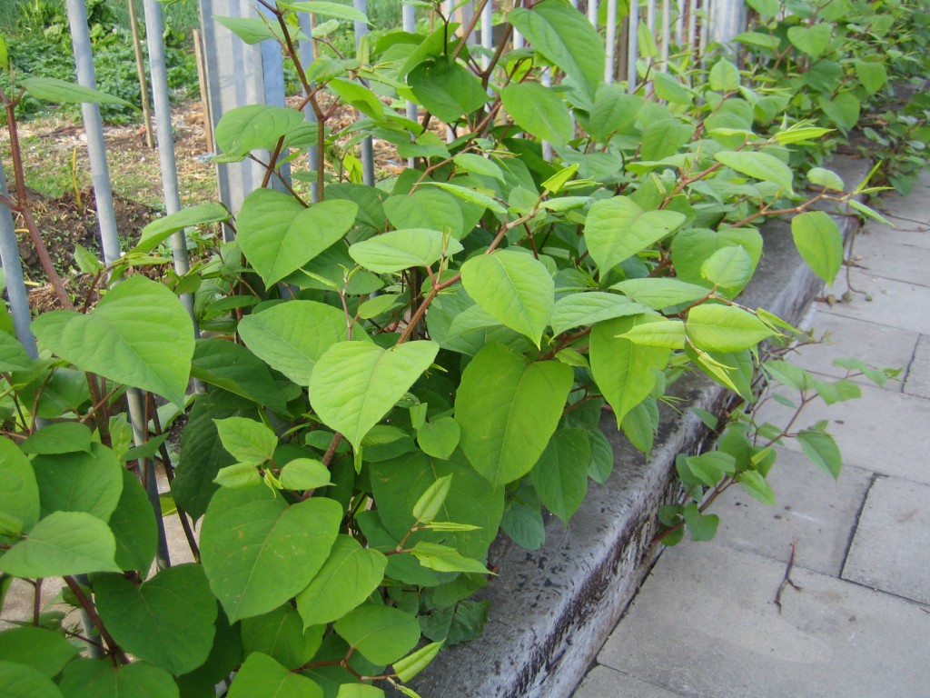 Japanese Knotweed