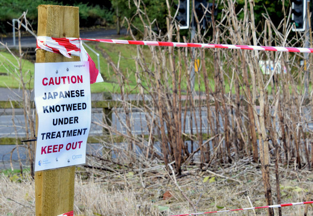 Keep out sign Japanese Knotweed under treatment