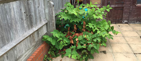 knotweed-in-the-patio