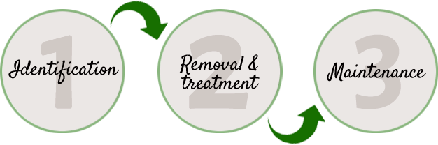 1 Identification 2 Removal and treatment 3 Maintenance
