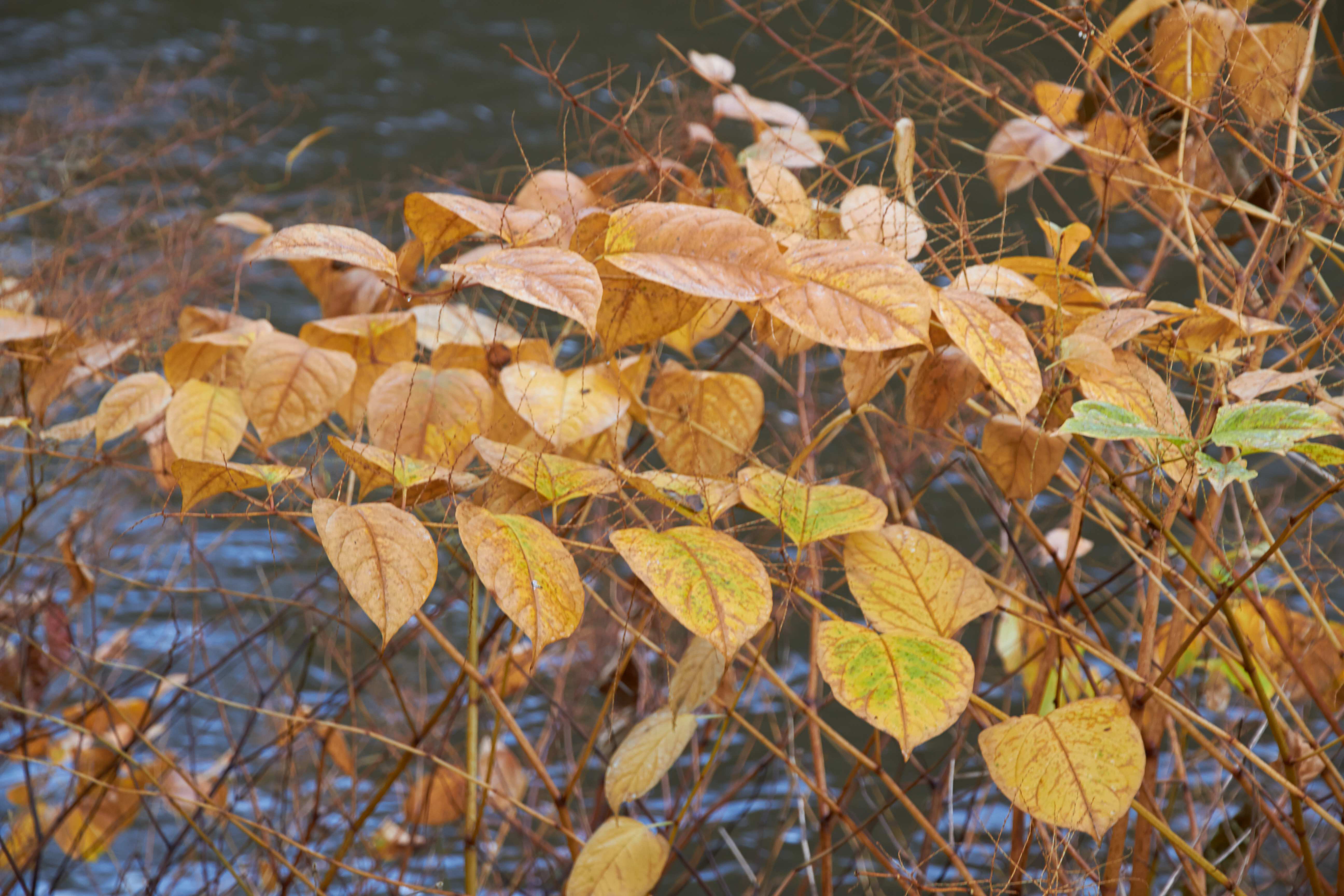 How to identify Japanese Knotweed: through the seasons