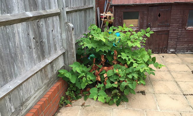 Knotweed in garden