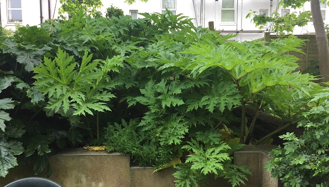 Giant Hogweed